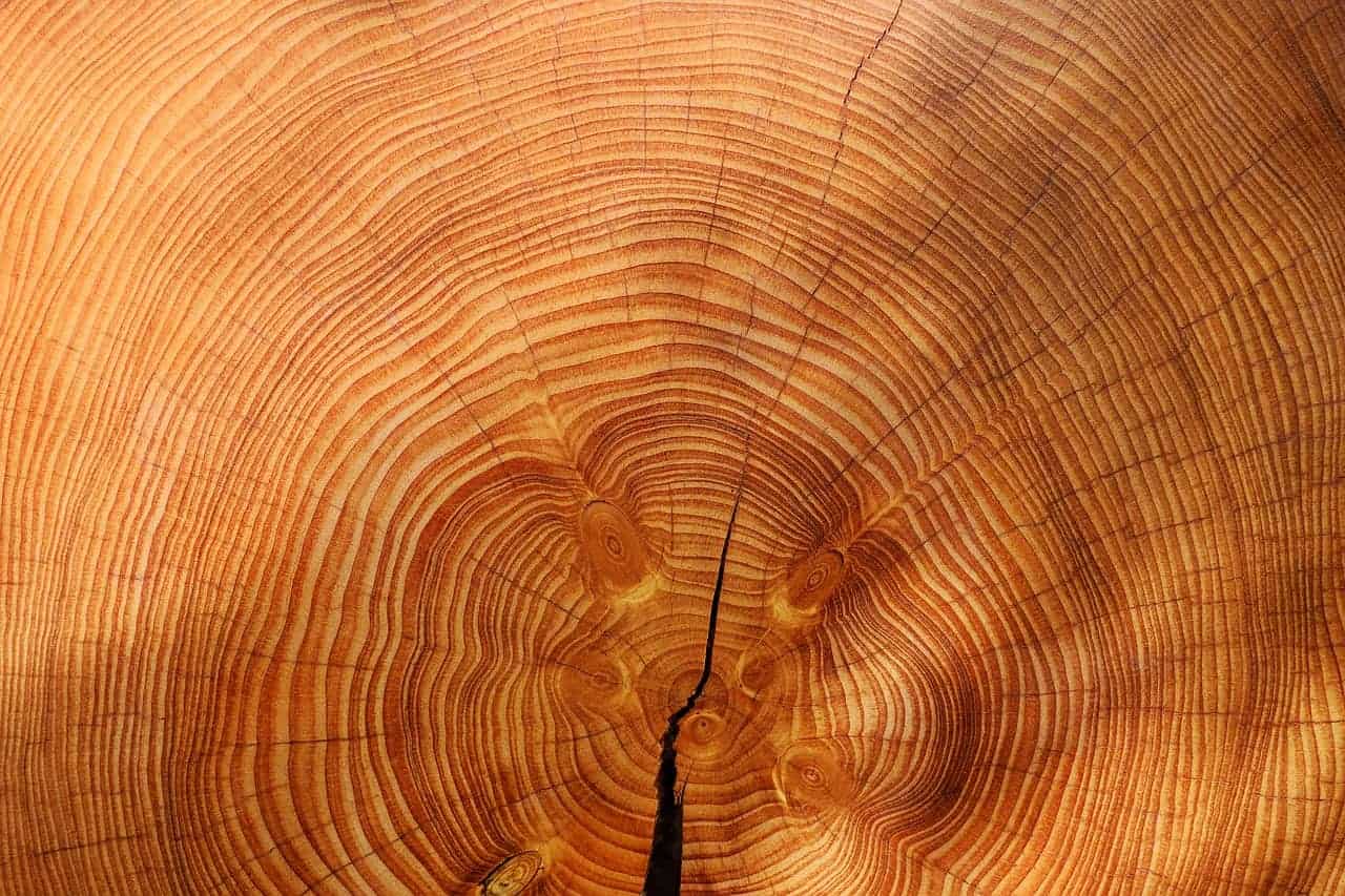 tree wood grain